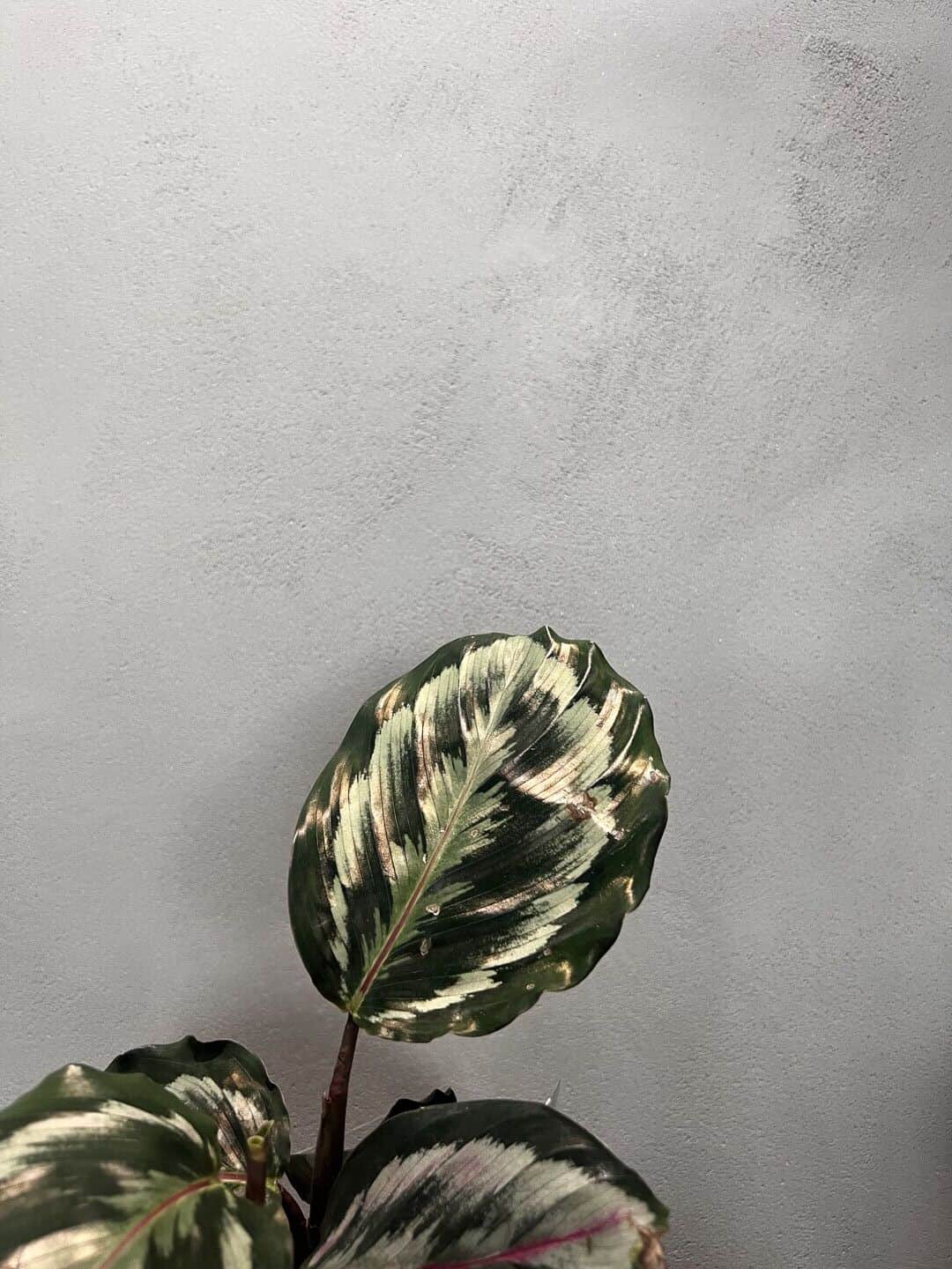 Smooth plaster wall texture with tropical plant